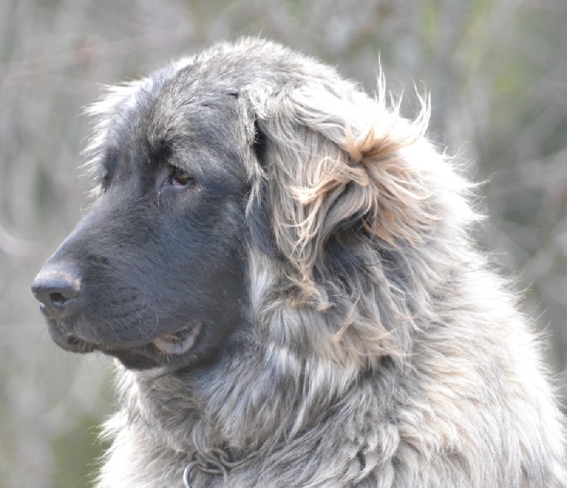 CH. varga's bull Lanna