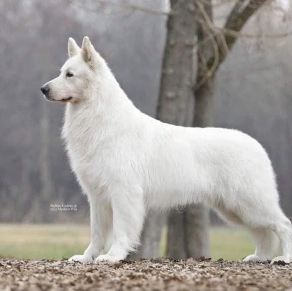 EXPOSITION SPECIALE DE RACE BUSTO ARSIZIO